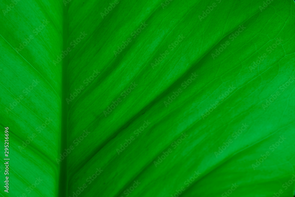 close up of green leaf texture