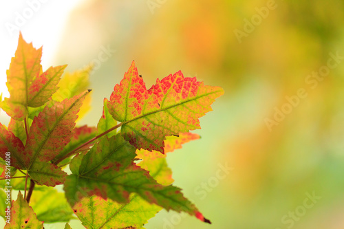closeup view of autumnal colours leaf on colorful bokeh background