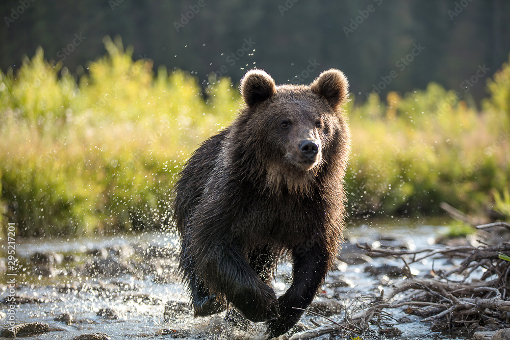 Obraz premium Grizzly Bear Running Through Stream