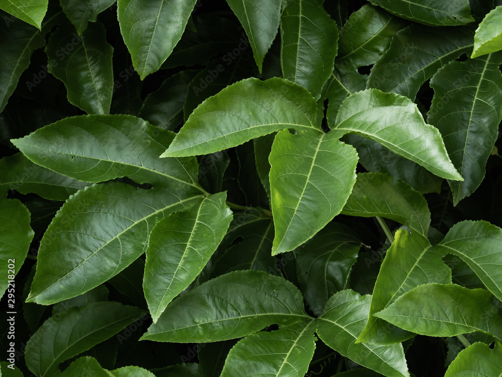 the green leaves in the morning the green leaves in the morning