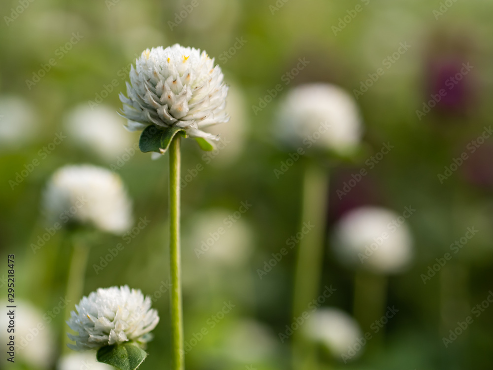the white flower is a beautiful from nature the white flower is a beautiful from nature