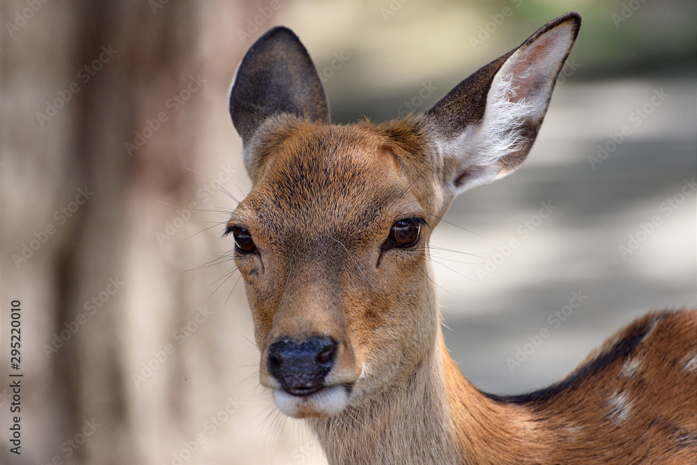 portrait of a deer portrait of a deer