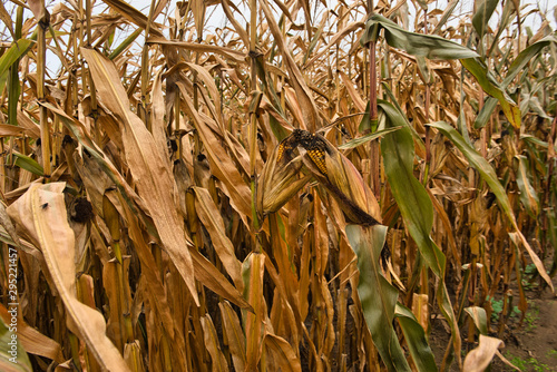 Close up of corn in a corn field