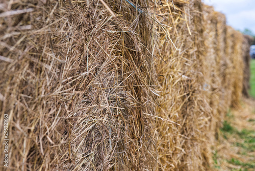Close-up of rolls of hay on a farm