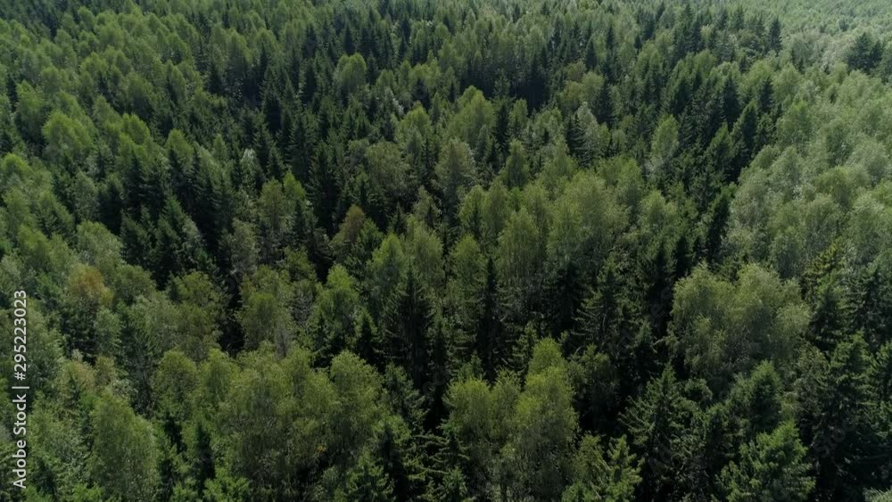Drone top down picturesque forest many trees green pine dense thickets of impassable taiga wildlife untouched natural landscape park reserve. Summer spring season. Sunny day. Beautiful fabulous view Drone top down picturesque forest many trees green pine dense thickets of impassable taiga wildlife untouched natural landscape park reserve. Summer spring season. Sunny day. Beautiful fabulous view