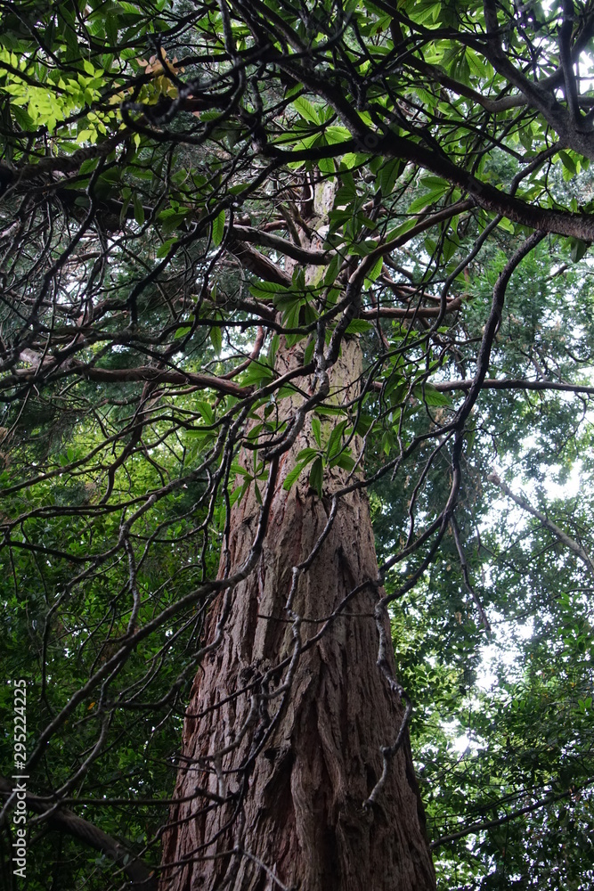 Fototapeta premium Bilder eines verlassenen Parks mit Gewächshäusern in Italien