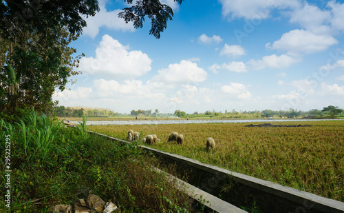 Benculuk, Indonesia - October 10, 2019 : De Djawatan Rain Forest In Banyuwangi Indonesia photo