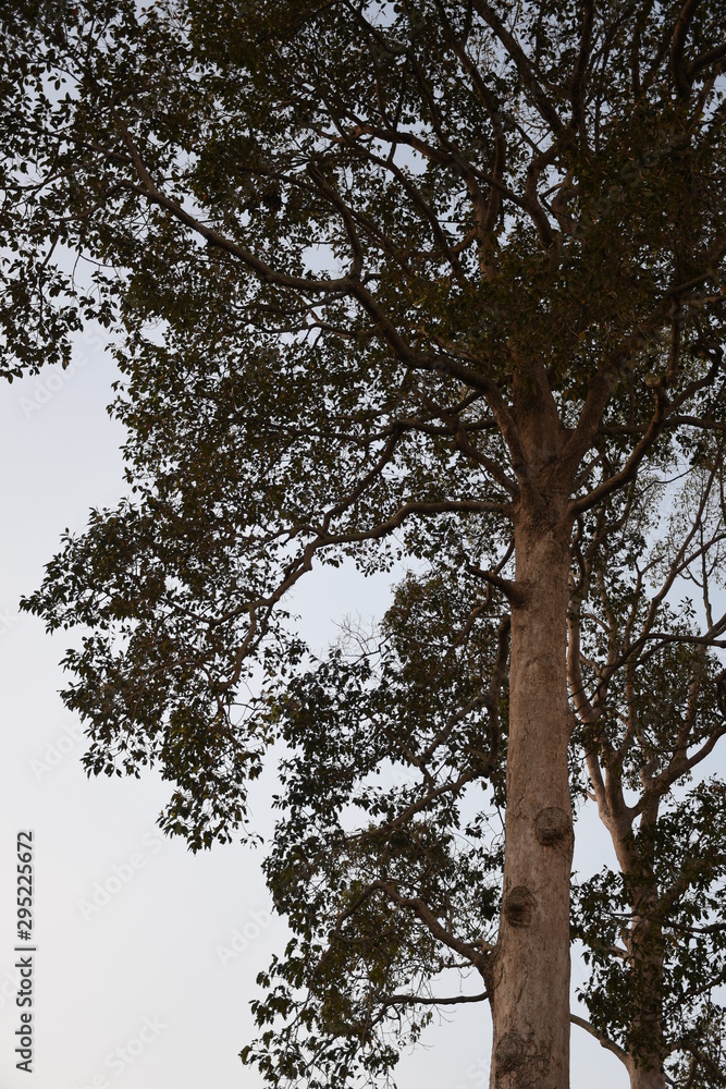 Fototapeta premium tree and sky