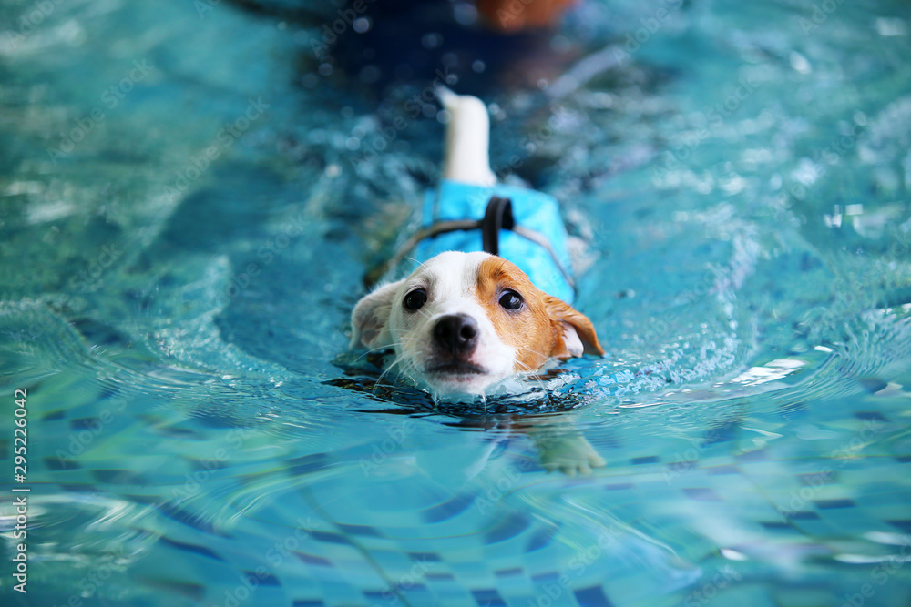 Jack Russell Terrier puppy wear life jacket and swim in swimming pool
