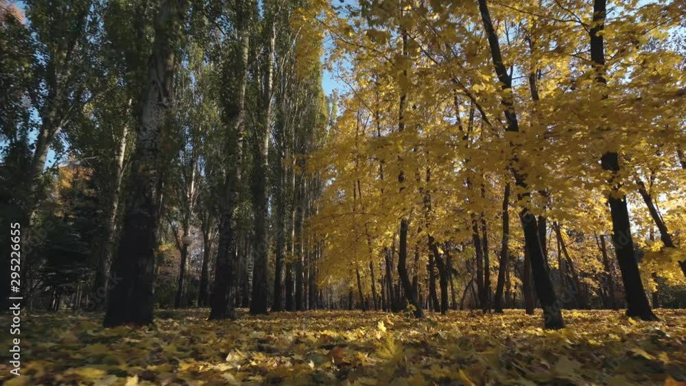 Walk in a beautiful autumn park. The beauty of multicolor autumn trees. Steadicam movement. Walk in a beautiful autumn park. The beauty of multicolor autumn trees. Steadicam movement.
