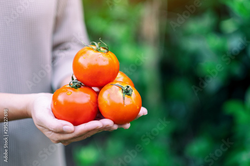 a woman holding a fresh tomatoes in hands
