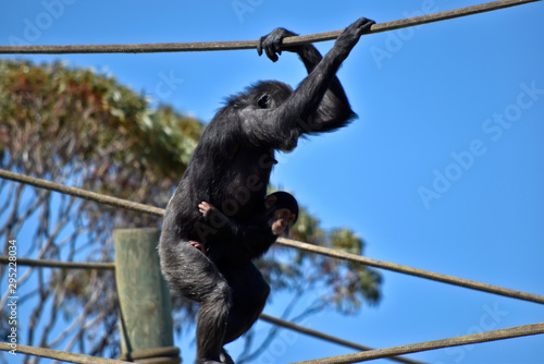 the chimpanzee baby is holding onto its miother photo