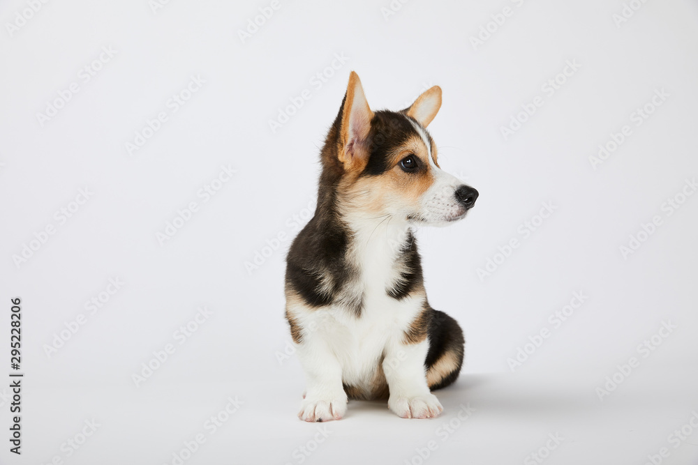 cute corgi puppy sitting and looking away on white background cute corgi puppy sitting and looking away on white background