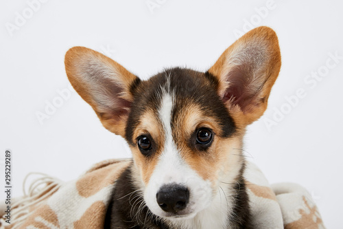 adorable welsh corgi puppy in blanket isolated on white © LIGHTFIELD STUDIOS