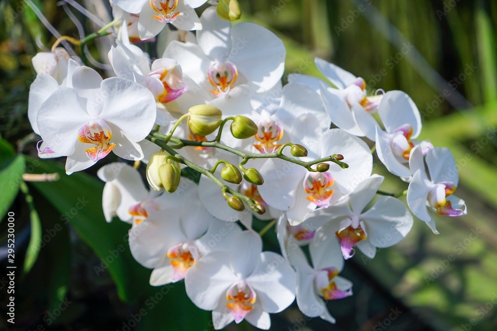 Fototapeta premium white flowers of apple tree