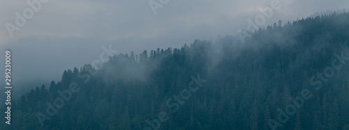 Coniferous forest in morning fog (mist), breathing mountains. Freshness and mystery. © Andrii Zastrozhnov