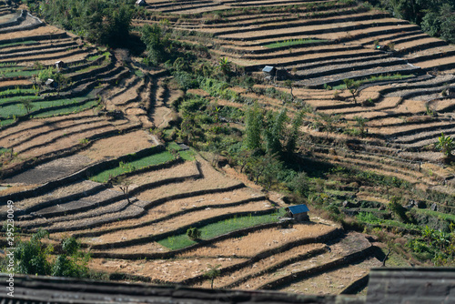 Terrace rice paddies at Khonoma,Nagaland,India photo