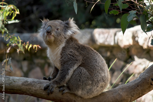 Fototapeta Naklejka Na Ścianę i Meble -  the koala is sitting on a tree branch