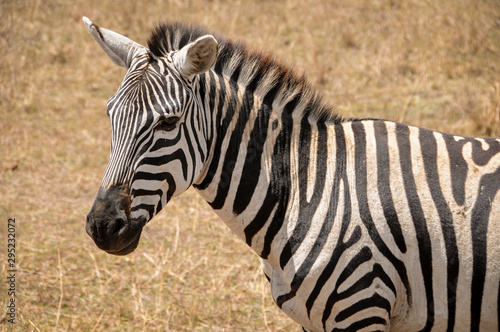 Portrait of a zebra close up