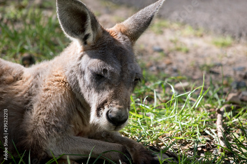 Fototapeta Naklejka Na Ścianę i Meble -  the joey red kangaroo is resting