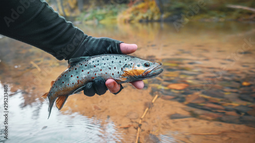 Fototapeta Naklejka Na Ścianę i Meble -  Close-up brown trout in the hand of a fisherman.
