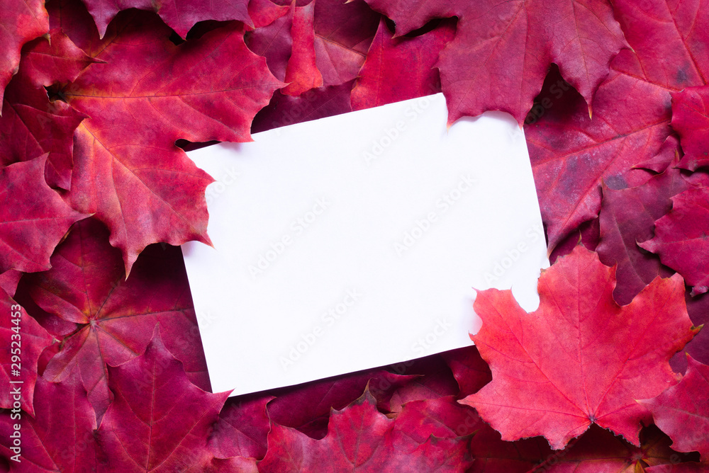 Obraz premium Bright autumn background with red maple leaves. Natural backdrop with sheet of white paper