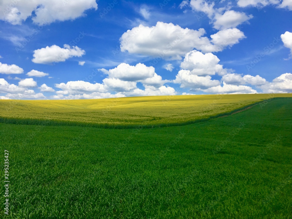 Obraz premium green field and blue sky