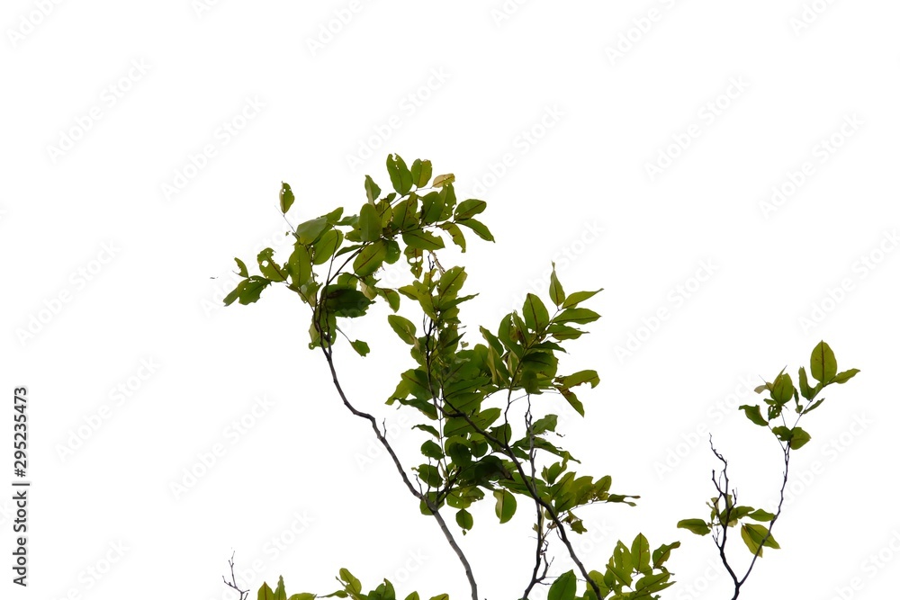 Tropical tree leaves with branches on white isolated background for green foliage backdrop Tropical tree leaves with branches on white isolated background for green foliage backdrop