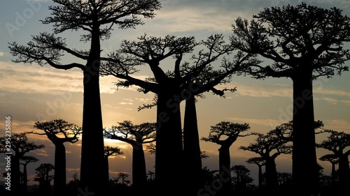 Baobab Trees Forest, Time Lapse at Sunrise with Coloful Clouds, The Famous Avenue of the Baobabs in Madagascar, Africa