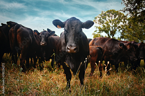 Cow Staring 