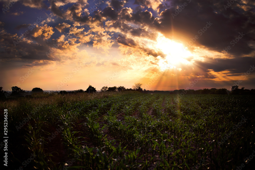 sunset over green field sunset over green field