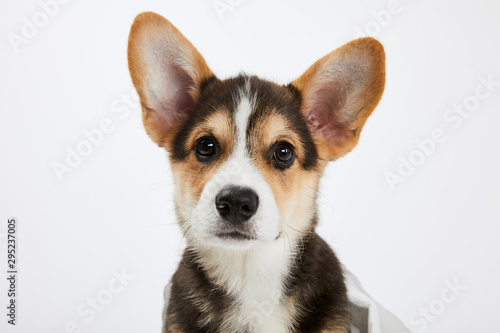 cute welsh corgi puppy looking at camera isolated on white © LIGHTFIELD STUDIOS
