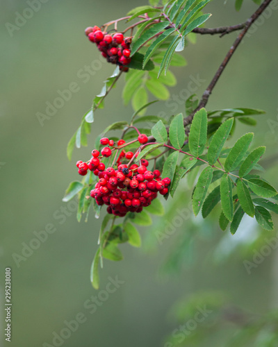Rowan tree, close-up of bright rowan berries on a tree