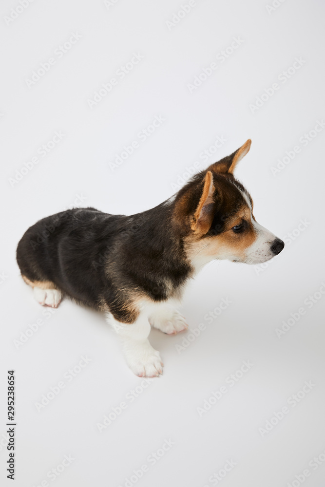 cute welsh corgi puppy on white background