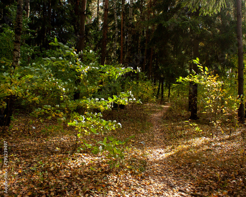 Fototapeta Naklejka Na Ścianę i Meble -  Forest path strewn with fallen yellow leaves. Spots of sunlight. Light and shadow.