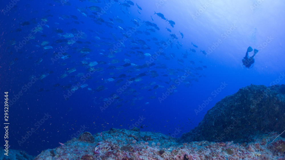 Fototapeta premium パラオ_ペリリュー_スキューバダイビング