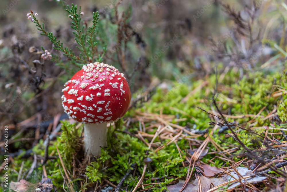 Toadstool Mushroom in a Northern European Forest Toadstool Mushroom in a Northern European Forest