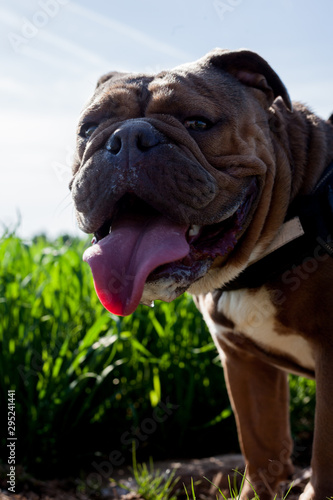 english bulldog