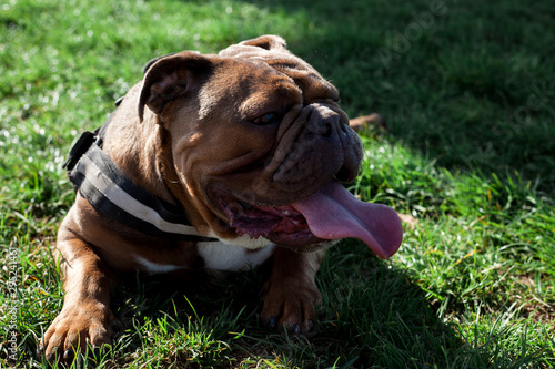 english bulldog