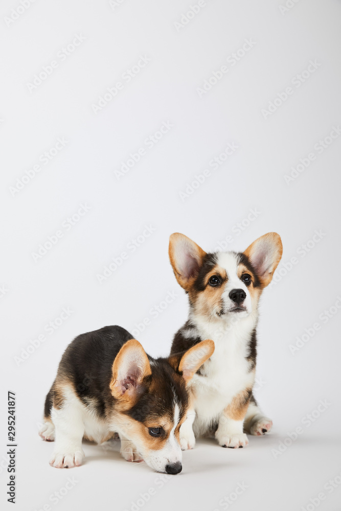 fluffy welsh corgi puppies on white background fluffy welsh corgi puppies on white background