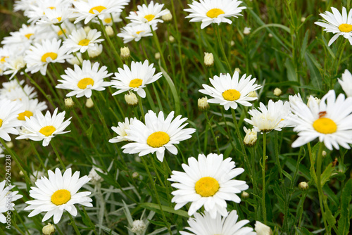 White flower Marguerites flowering in the nature