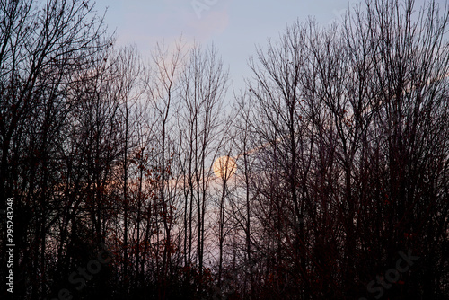 Wallpaper Mural trees Torontodigital.ca