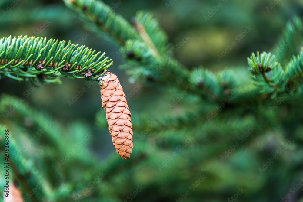 Light Color Pine Cones on a Lush Evergreen Tree in Northern Europe Light Color Pine Cones on a Lush Evergreen Tree in Northern Europe