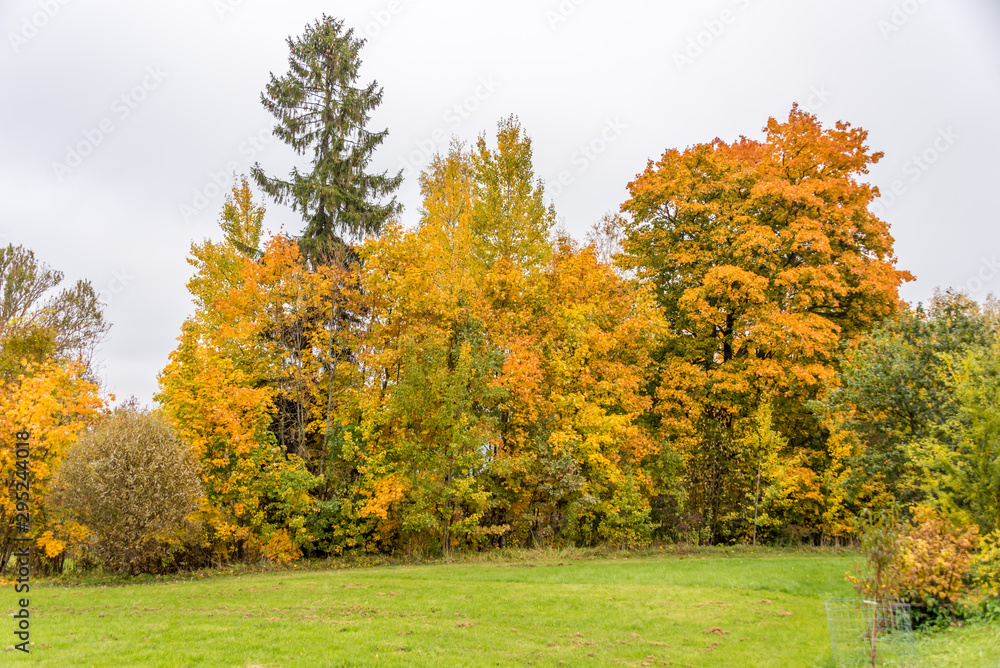 Naklejka premium Fall Foliage at a Farm in Northern Europe