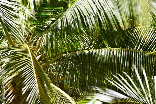 palm tree with leaves