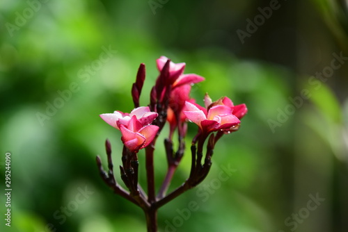 Wallpaper Mural Beautiful flowers in the garden Blooming in the summer.Landscaped Formal Garden.	 Torontodigital.ca