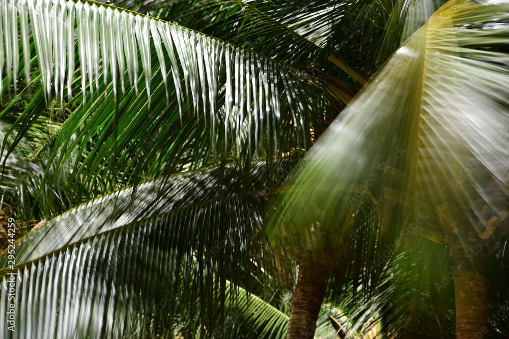 Fototapeta premium palm tree in jungle