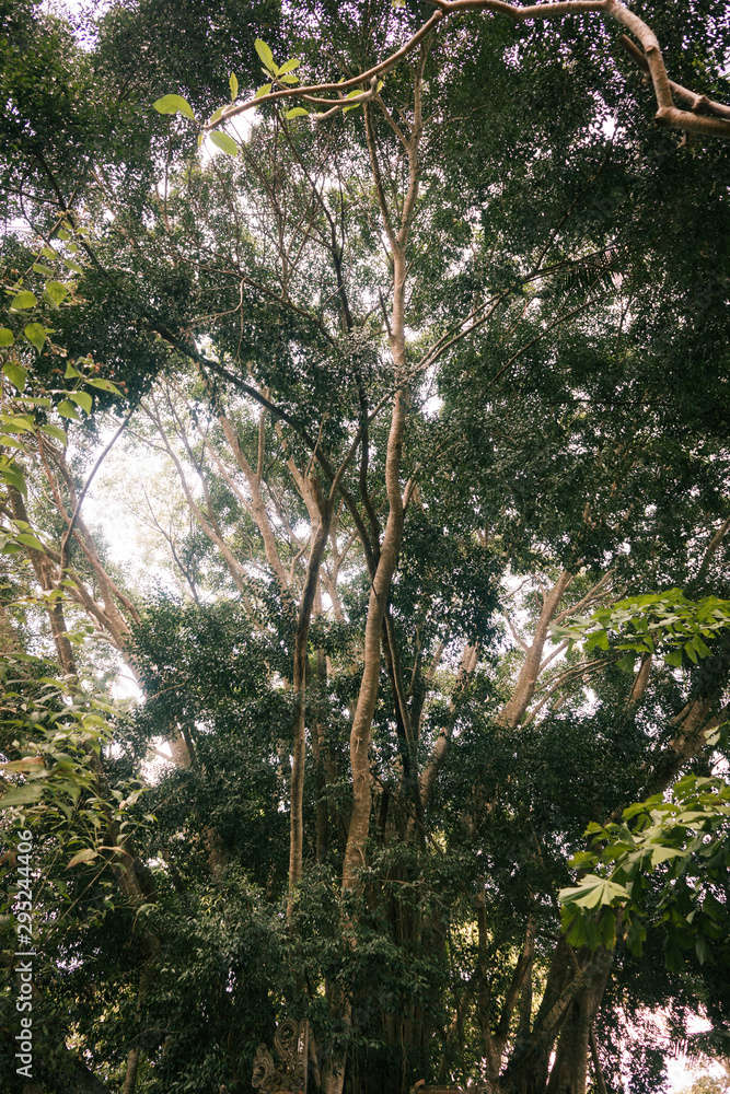 Fototapeta premium Grüne tropische vegitation auf Bali
