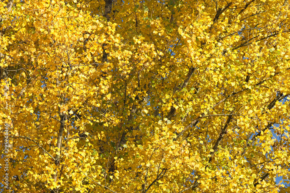 Pappel im Herbstkleid Pappel im Herbstkleid