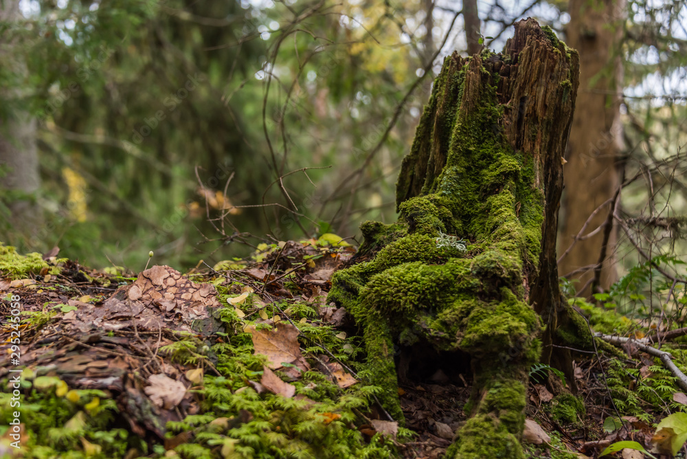 Ancient Wet Tree Stump Covered with Green Moss in a Northern European Forest Ancient Wet Tree Stump Covered with Green Moss in a Northern European Forest